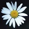 NatLo